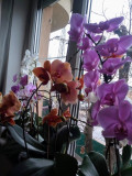 Orchideáim az emeleti ablakomban.