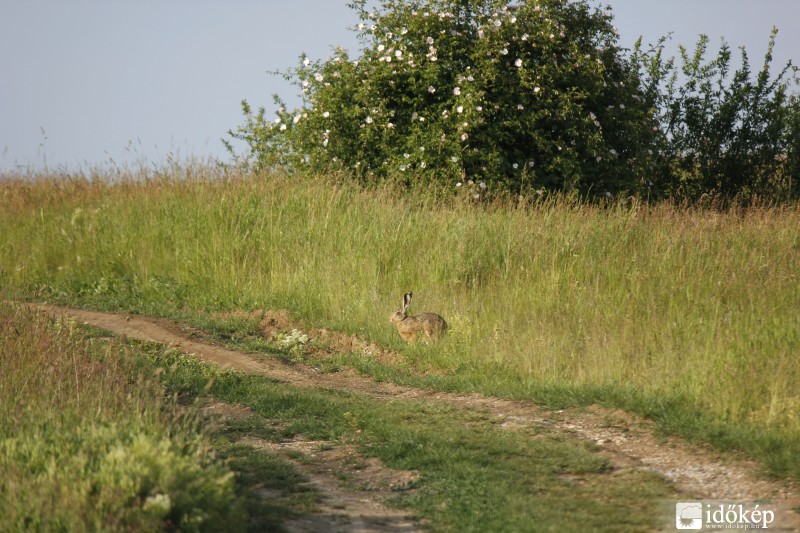 Mezei nyúl :-)