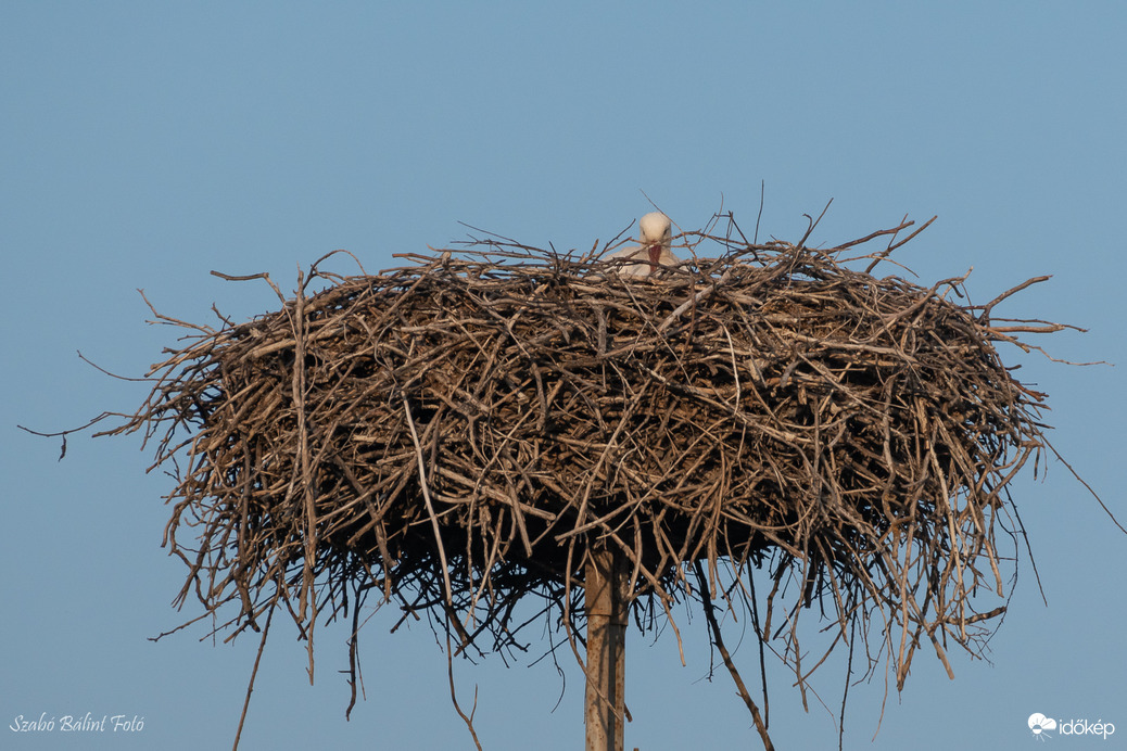 Szegedre is megérkezett a gólya