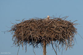 Szegedre is megérkezett a gólya