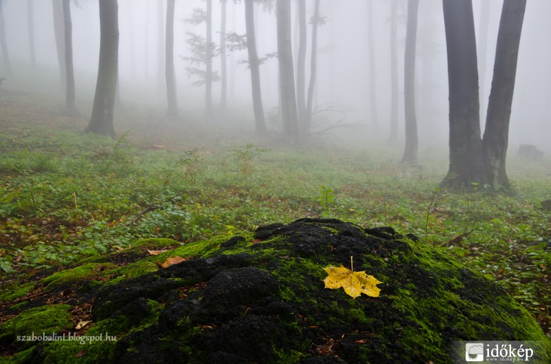 Lehullott a sárga levél