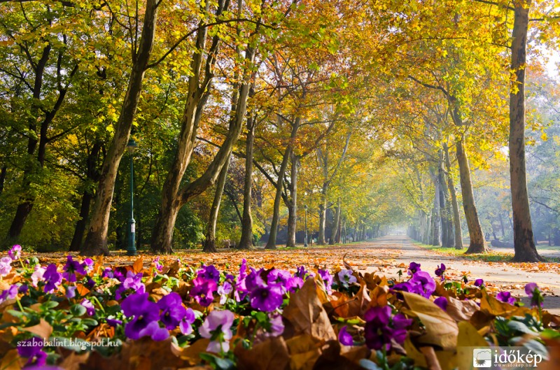 Egy őszi reggelen az újszegedi ligetben.
