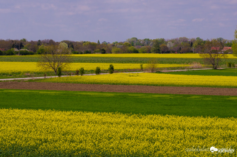 Virágzik a repce