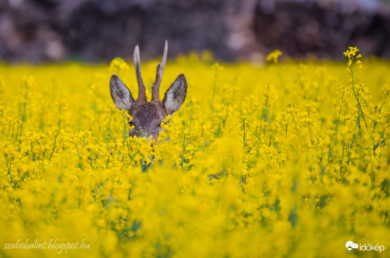 Bújócska a repcében