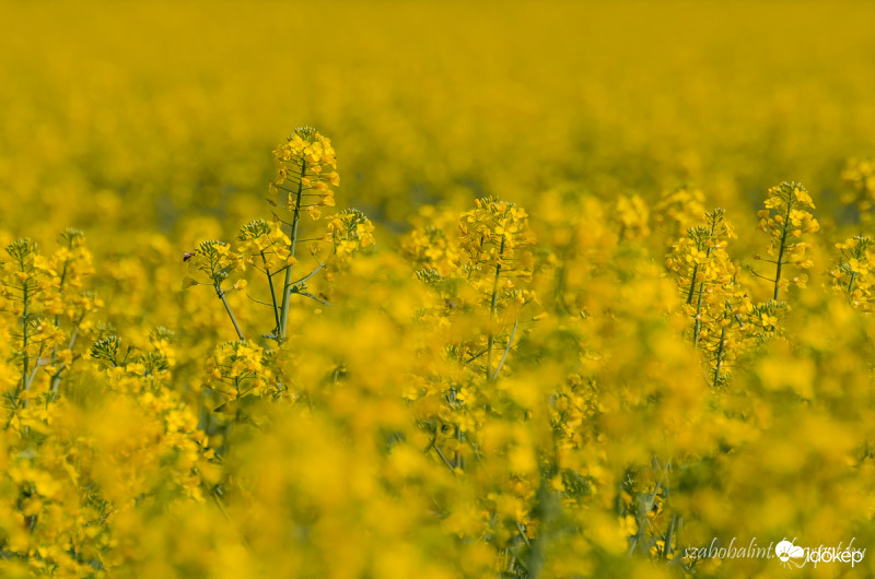 Virágzik a repce