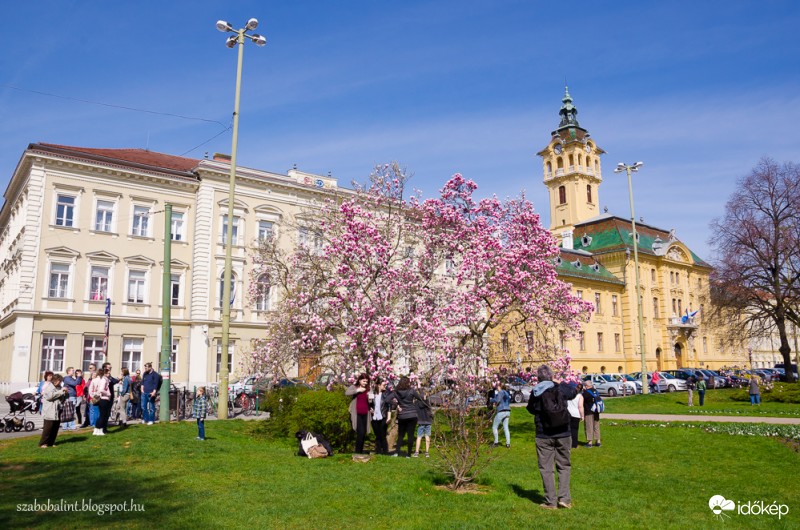 Kivirágzott Szeged híres magnóliafája