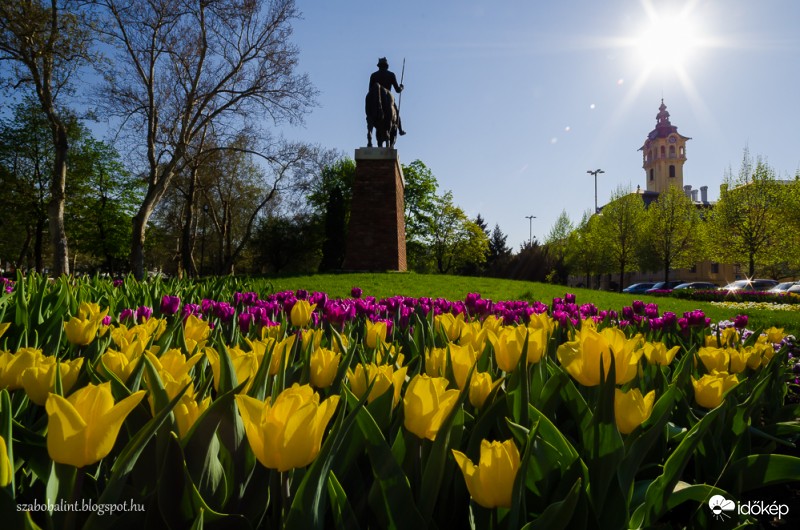 Tulipános szegedi Széchenyi tér.