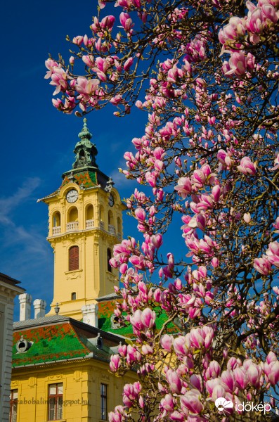 Kivirágzott Szeged híres magnóliafája