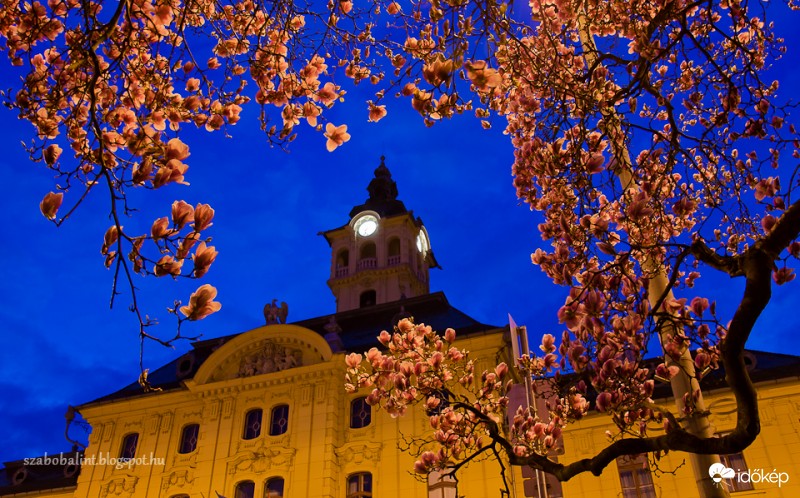 Kivirágzott Szeged híres magnóliafája