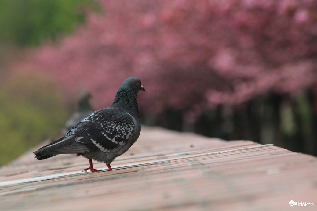 Budapest, Tóth Árpád sétányon