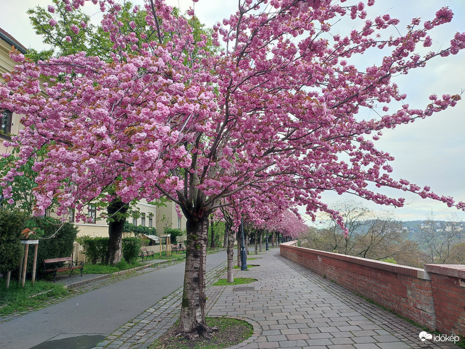 Budapest, Tóth Árpád sétányon