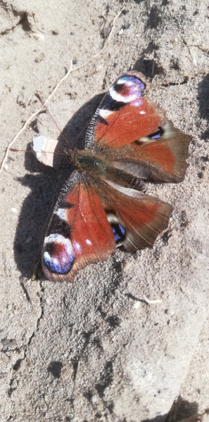 Pávaszemes lepke