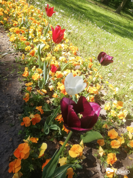 Árvácska és tulipánok