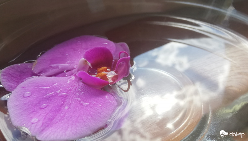 "Lehullott" orchidea 