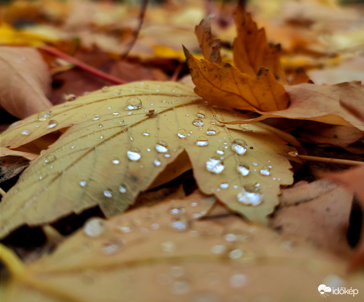 Esőcseppesen