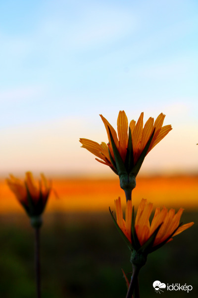 Naplemente színeiben