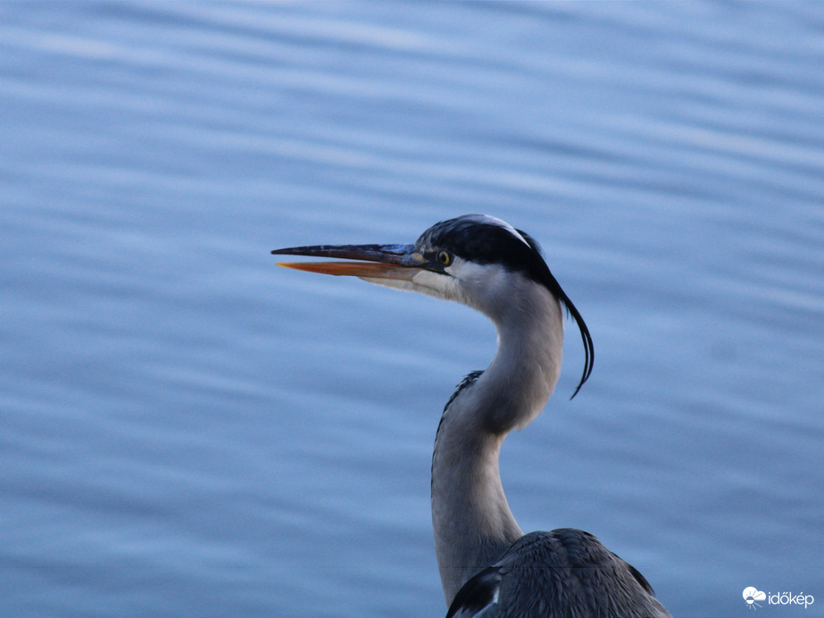 Szürke gém portré