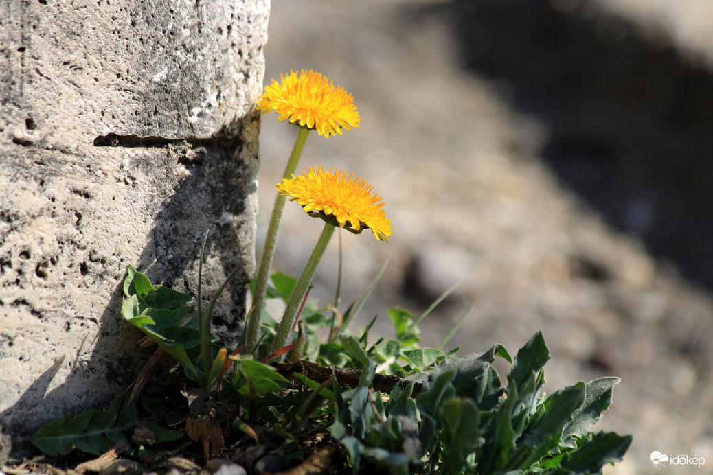 Az élet utat tör magának