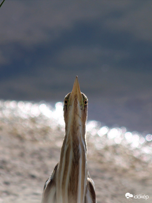 Törpegém szemtől szemben 