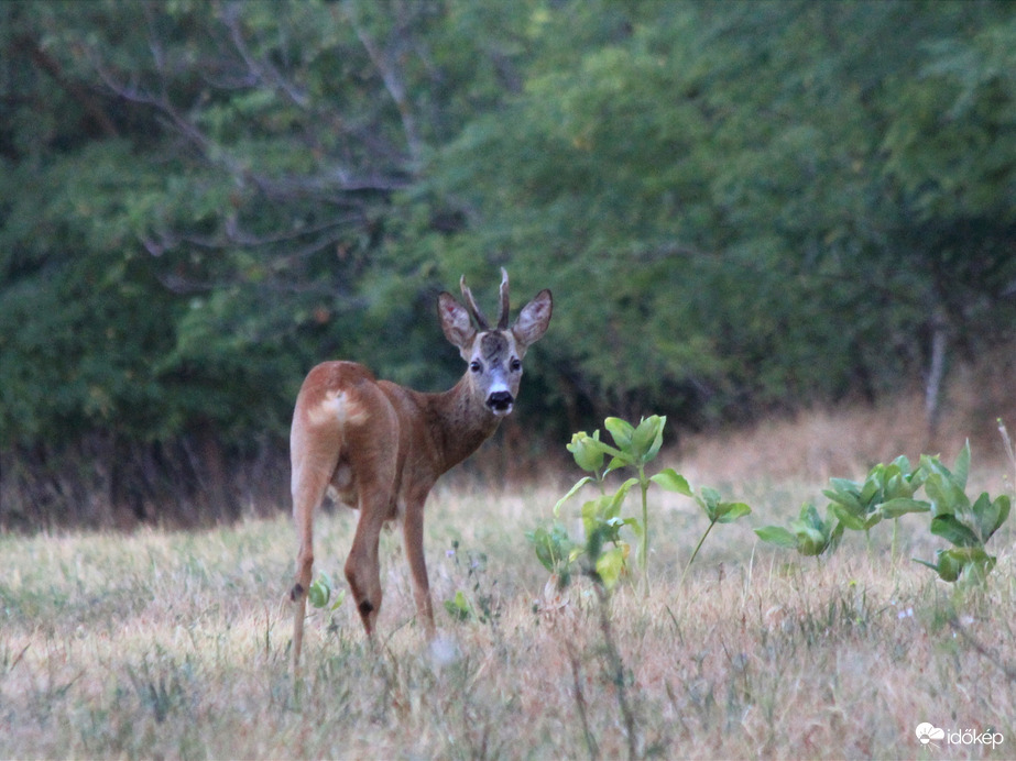 Reggeli találkozás