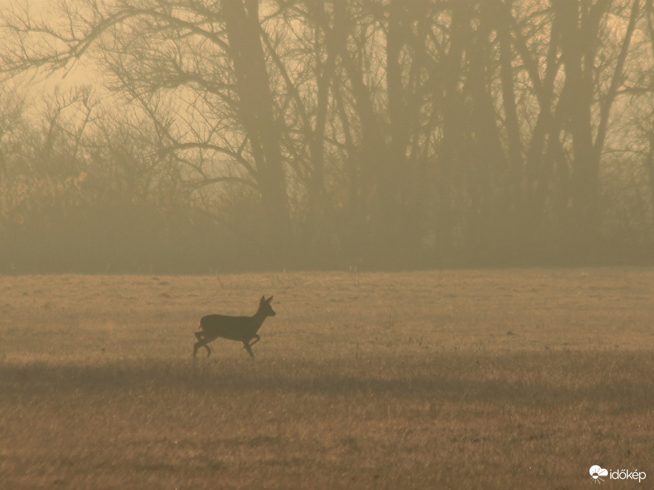 Merzse-mocsár reggel