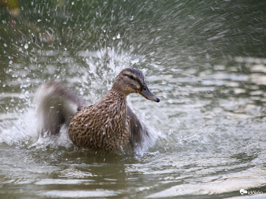"Pancsoló" kacsa :)