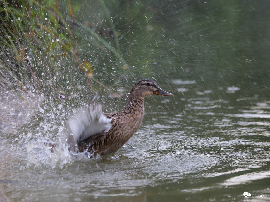 "Pancsoló" kacsa :)