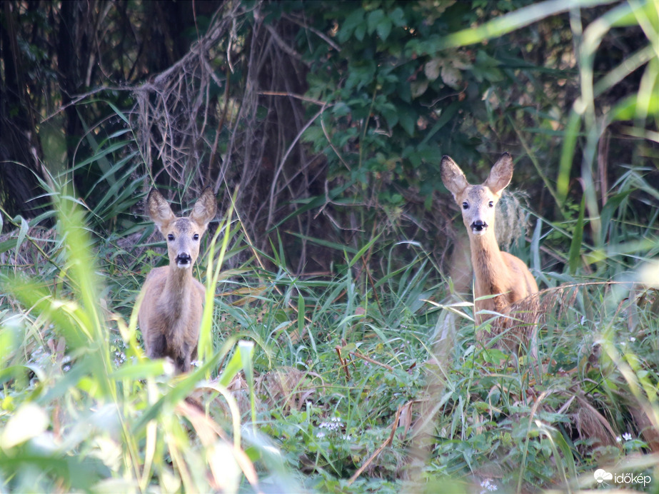 Reggeli találkozás a Naplás-tónál 