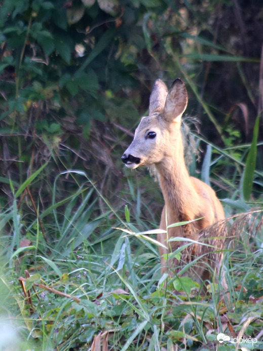 Reggeli találkozás a Naplás-tónál 