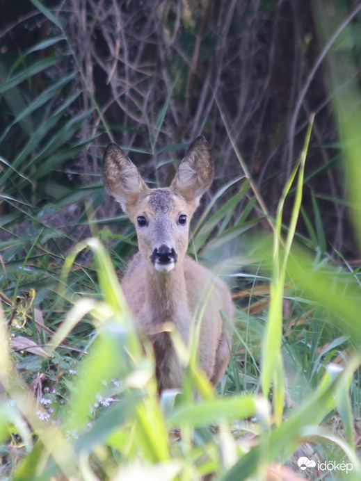 Reggeli találkozás a Naplás-tónál 