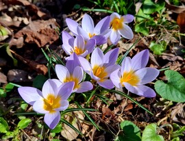 Krókusz 