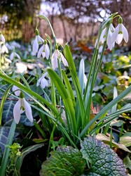 Hóvirágok Budai Arborétum 