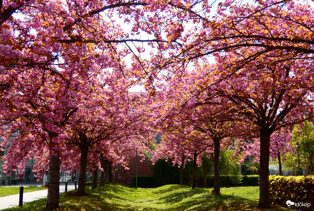 Cseresznyevirágzás