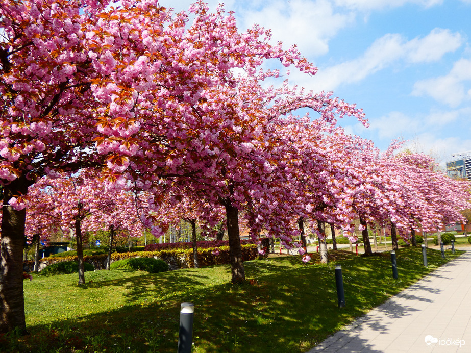 Cseresznyevirágzás
