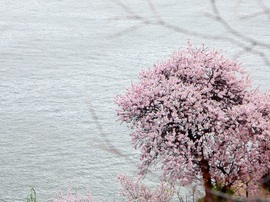 Mandulafa a Dunán ... 