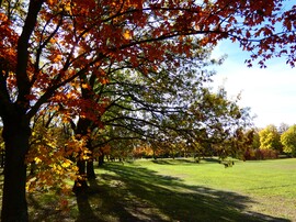 Óbudai-sziget 