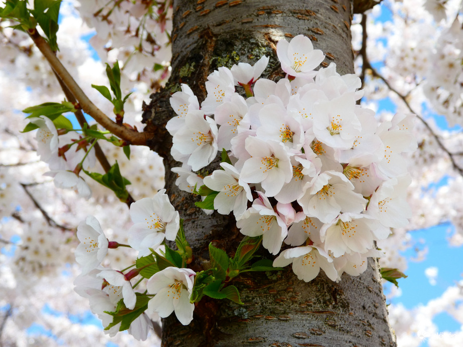 Japán cseresznyevirágzás 