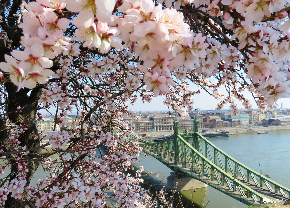 Mandulafa virágzás a Gellért-hegyen