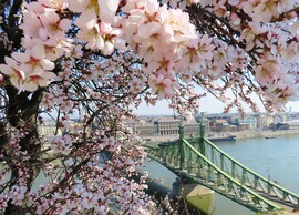 Mandulafa virágzás a Gellért-hegyen