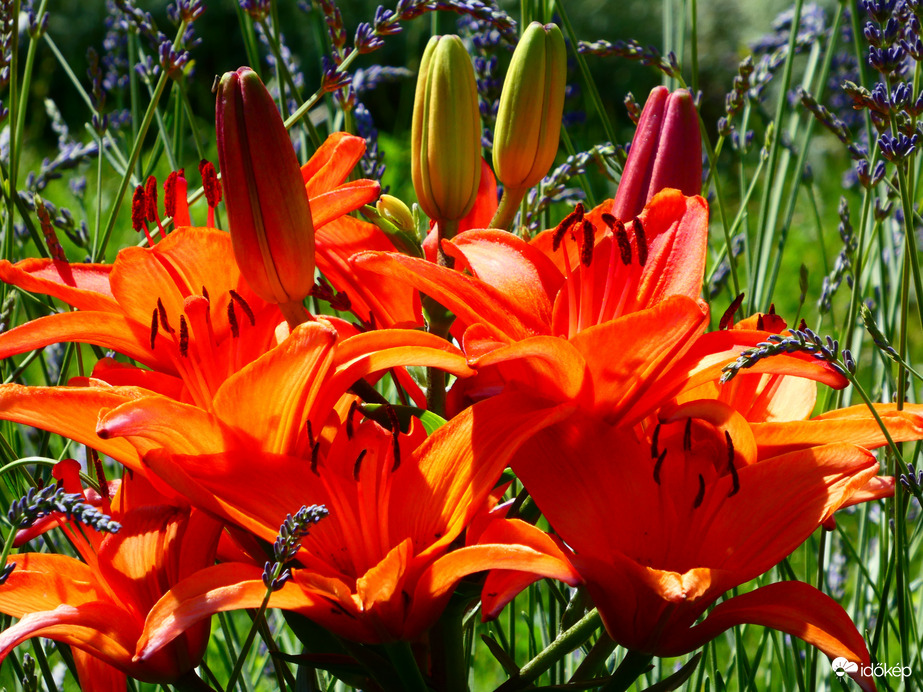Liliom 
