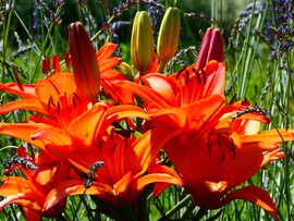 Liliom 