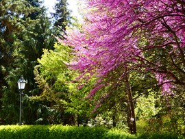 Vácrátóti Arborétum 