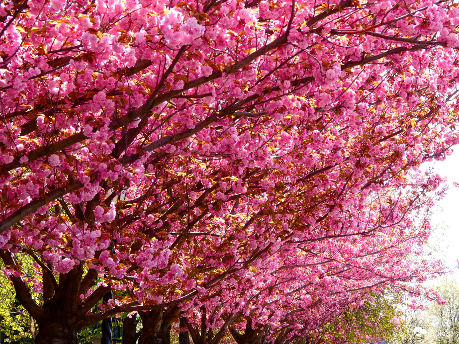 Tóth Árpád sétány