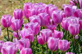 Tulipános 