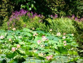 Vácrátóti Arborétum