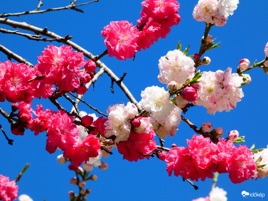 Két színben virágzó fa 