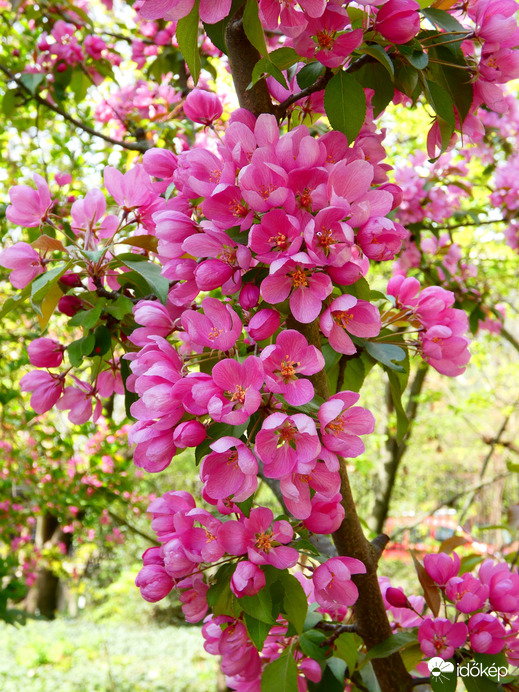 Rózsaszín szépség 