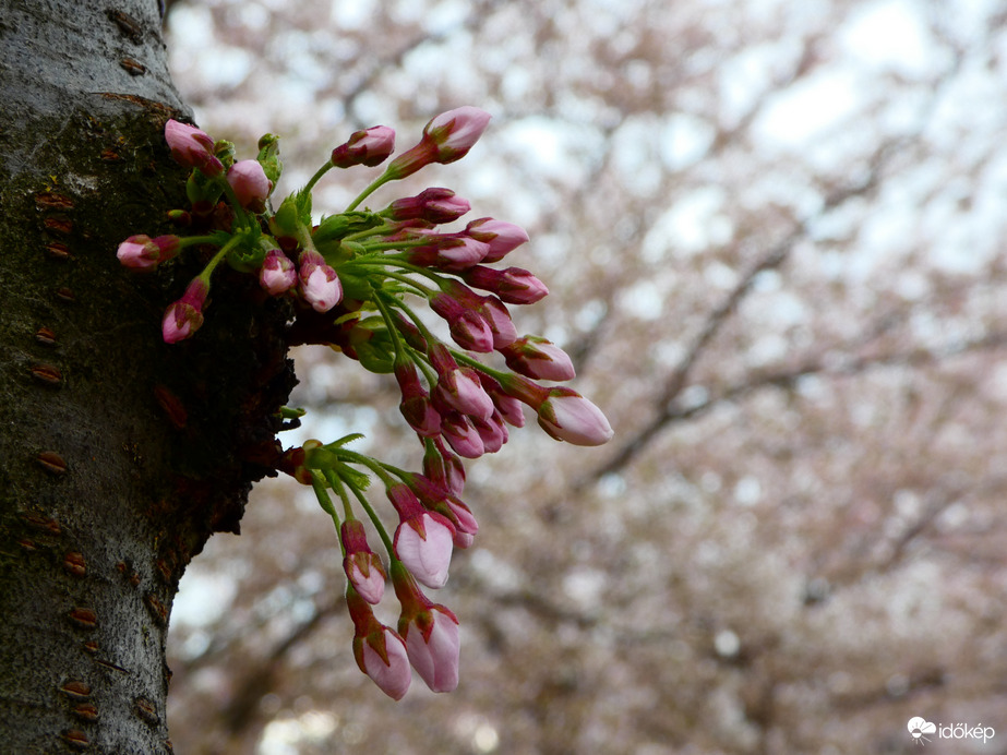 Indul a cseresznyevirágzás 