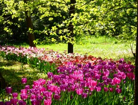 Tulipános 