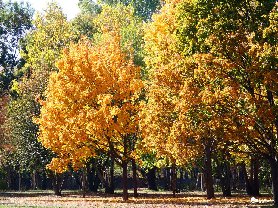 Óbudai-sziget 